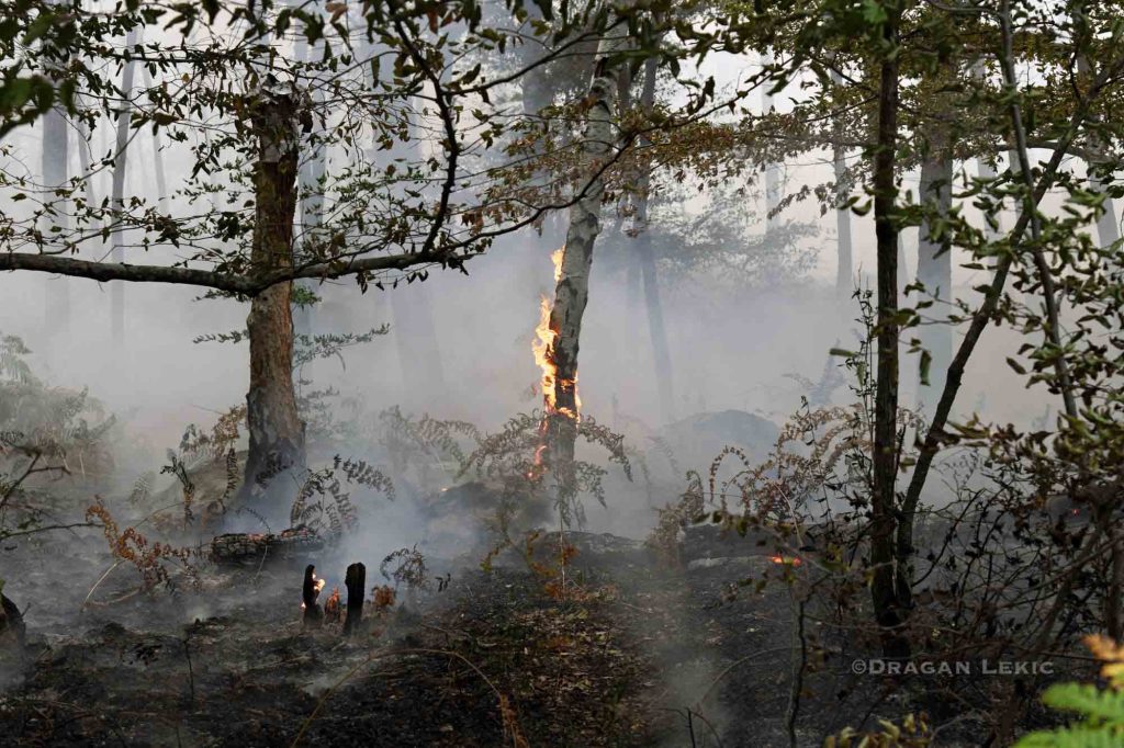 France, 15 July 2026. A fire of exceptional magnitude is ravaging a large part of the Fontainebleau Forest, south of Paris. Fanned by sweltering temperatures, persistent drought and strong winds, the fire is spreading rapidly through the woodland, consuming hundreds of hectares of vegetation.///
France, 15 juillet 2026. Un incendie d'une ampleur exceptionnelle ravage une vaste partie de la foret de Fontainebleau, au sud de Paris. Attise par des temperatures caniculaires, une secheresse persistante et des vents violents, le feu progresse rapidement a travers les massifs forestiers, consumant des centaines d'hectares de vegetation.