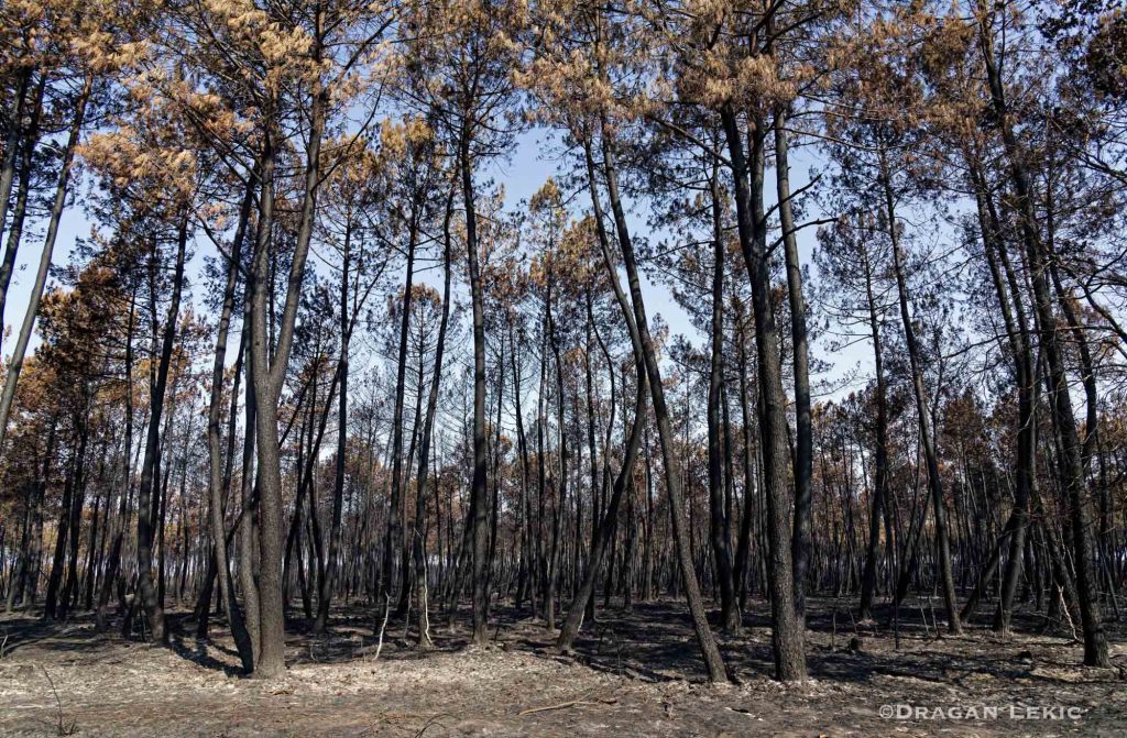 France-Lanton. 30 July 2026. Following a series of violent fires, firefighters and volunteers are battling a forest fire in Lanton, as part of the wildfires ravaging the Gironde region.///France-Lanton. Le 30/07/2026. Suite aux violents incendies, pompiers et volontaires luttent contre un incendie de foret a Lanton, dans le cadre des feux de foret qui ravagent la region de la Gironde.