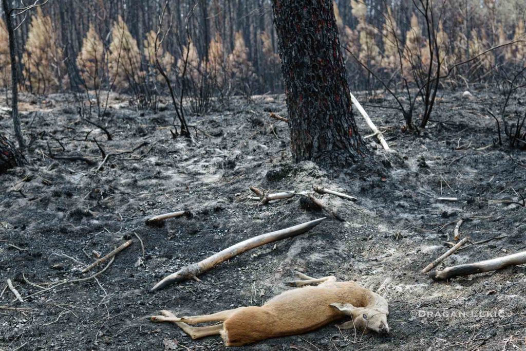 France-Lanton. 30 July 2026. Following the violent fires, firefighters and volunteers are battling a forest fire in Lanton, as part of the wildfires ravaging the Gironde region. The body of a doe was discovered; asphyxiation is believed to be the probable cause of its death.///France-Lanton. Le 30/07/2026. Suite aux violents incendies, pompiers et volontaires luttent contre un incendie de foret a Lanton, dans le cadre des feux de foret qui ravagent la region de la Gironde. Le corps d'une biche a ete decouvert, l'asphyxie constituant la cause probable de sa mort.