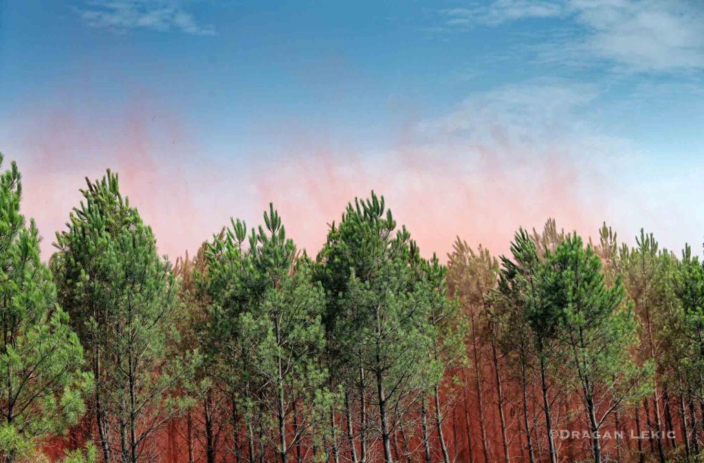 France-Lanton. 30 July 2026. Following a series of violent fires, firefighters and volunteers are battling a forest fire in Lanton, as part of the wildfires ravaging the Gironde region.///France-Lanton. Le 30/07/2026. Suite aux violents incendies, pompiers et volontaires luttent contre un incendie de foret a Lanton, dans le cadre des feux de foret qui ravagent la region de la Gironde.